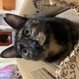 2022年12月11日瑞穂店に参加するまたたび家の保護猫121107