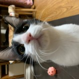 2022年12月11日瑞穂店に参加するまたたび家の保護猫121109