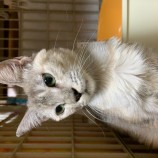 2022年12月11日瑞穂店に参加するまたたび家の保護猫121110