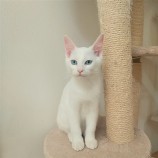 2022年12月25日守谷店に参加するネコスペ事務局の保護猫122501