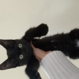 2022年12月25日守谷店に参加するネコスペ事務局の保護猫122501