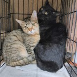 2022年12月25日守谷店に参加するネコスペ事務局の保護猫122507