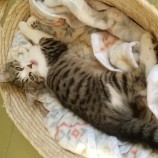 2022年12月25日守谷店に参加するネコスペ事務局の保護猫122501