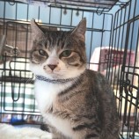2022年12月25日守谷店に参加するネコスペ事務局の保護猫122510