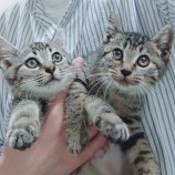 2022年12月25日守谷店に参加するネコスペ事務局の保護猫122511