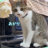2023年1月15日荒川沖店に参加するネコスペ事務局の保護猫011504