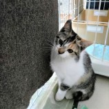 2023年1月15日荒川沖店に参加するネコスペ事務局の保護猫011506