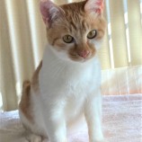 2023年1月15日荒川沖店に参加するネコスペ事務局の保護猫011507