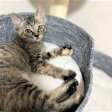 2023年1月15日荒川沖店に参加するネコスペ事務局の保護猫011508