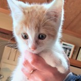 2023年1月15日荒川沖店に参加するネコスペ事務局の保護猫011510