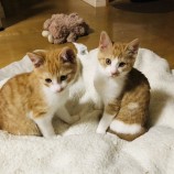 2023年1月15日荒川沖店に参加するネコスペ事務局の保護猫011511