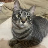 2023年1月15日荒川沖店に参加するネコスペ事務局の保護猫011515