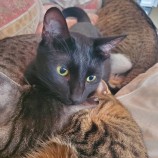 2023年1月15日荒川沖店に参加するネコスペ事務局の保護猫011517