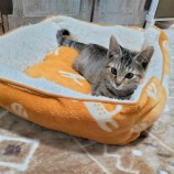 2023年1月15日荒川沖店に参加するネコスペ事務局の保護猫011518