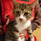 2023年1月15日君津店に参加する猫レンジャーの保護猫011501