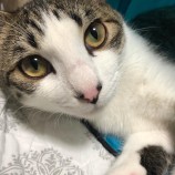 2023年1月15日君津店に参加する猫レンジャーの保護猫011505