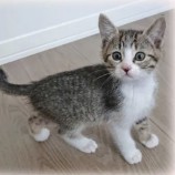 2023年1月15日君津店に参加する猫レンジャーの保護猫011507