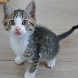 2023年1月15日君津店に参加する猫レンジャーの保護猫011508