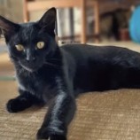 2023年1月15日君津店に参加する猫レンジャーの保護猫011510