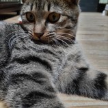 2023年1月15日君津店に参加する猫レンジャーの保護猫011511