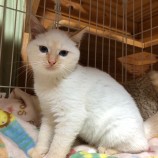 2023年1月15日君津店に参加する猫レンジャーの保護猫011513