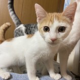 2023年1月15日君津店に参加する猫レンジャーの保護猫011514