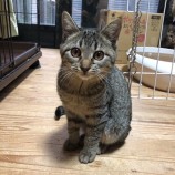 2023年1月15日君津店に参加する猫レンジャーの保護猫011515