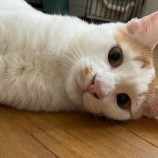 2023年1月15日君津店に参加する猫レンジャーの保護猫011516