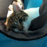 2023年1月15日君津店に参加する猫レンジャーの保護猫011517