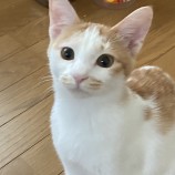 2023年1月15日君津店に参加する猫レンジャーの保護猫011520