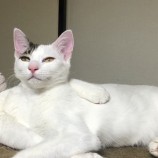 2023年1月15日君津店に参加する猫ンジャーの保護猫011521