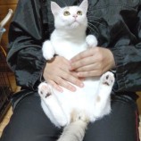 2023年1月15日君津店に参加する猫レンジャーの保護猫011522