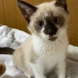 2023年1月15日君津店に参加する猫レンジャーの保護猫011523