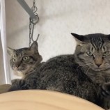 2023年1月15日君津店に参加する猫レンジャーの保護猫011525