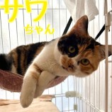 2023年1月28日君津店に参加する富津ねこネットの保護猫012808