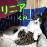 2023年1月28日君津店に参加する富津ねこネットの保護猫012809