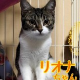 2023年1月28日君津店に参加する富津ねこネットの保護猫012810