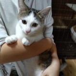 2023年2月5日君津店に参加する猫レンジャーの保護猫020504