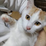 2023年2月5日君津店に参加する猫レンジャーの保護猫020511
