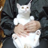 2023年2月5日君津店に参加する猫レンジャーの保護猫020516