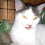 2023年2月5日君津店に参加する猫ジャーの保護猫020524