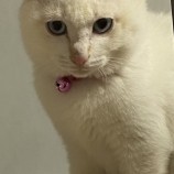 2023年1月8日新田店に参加する猫のへやの保護猫010806