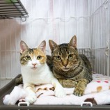 2023年1月14日幸手店に参加するHappyWildcatsの保護猫011401