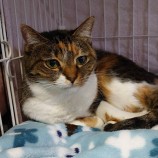 2023年1月14日幸手店に参加するHappyWildcatsの保護猫011404