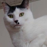 2023年1月14日幸手店に参加するHappyWildcatsの保護猫011406