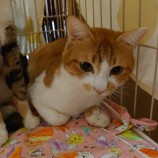 2023年1月14日幸手店に参加するHappyWildcatsの保護猫011408