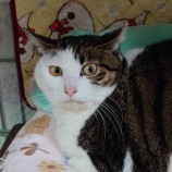 2023年1月14日幸手店に参加するHappyWildcatsの保護猫011409