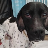 2023年2月19日千代田店に参加するSONA DORASの保護猫021903