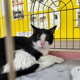 2023年2月19日千代田店に参加するSONA DORASの保護猫021902