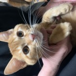 2023年2月12日瑞穂店に参加するまたたび家の保護猫021203